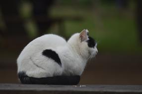 Cat Black And White Animal