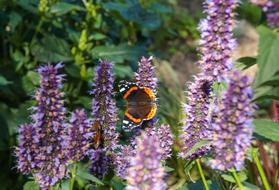 Butterfly Insect Sage Flower