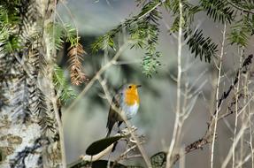 Robin Bird Songbird Small