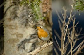 Robin Bird Songbird Small