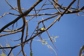Bird Branches Sky