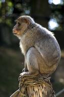 Animal Monkey Mammal