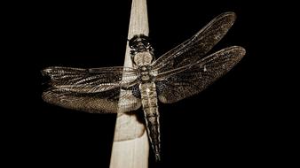 Dragonfly Black And White Insect