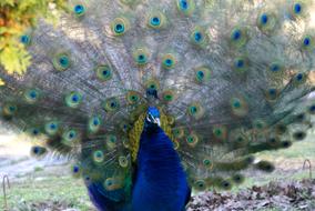 Peacock Bird Petting