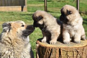 Dog Dogs Puppies