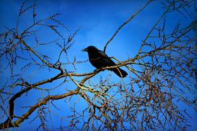 Crow Bird Animal