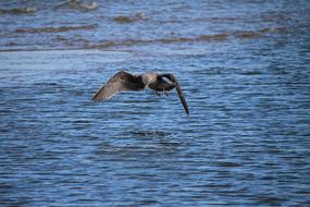 Seagull Bird Water