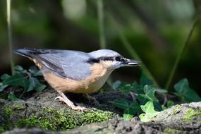 Nuthatch Garden Bird