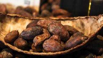 cocoa legume plant