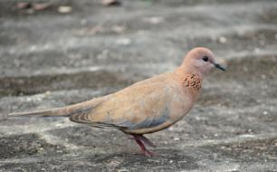 Bird Dove Animal