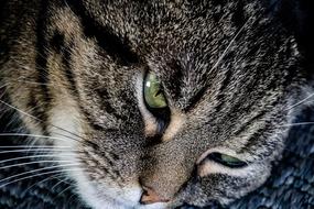 Cat Mammal Animal