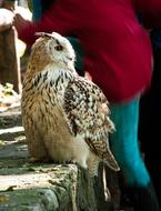 Owl Eagle Snowy