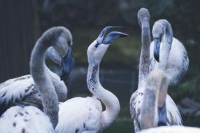 white birds in the zoo