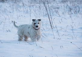 Dog Snow Doggy Style