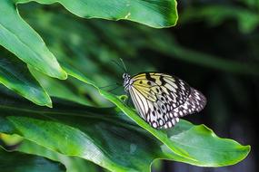 Butterfly Insect Nature