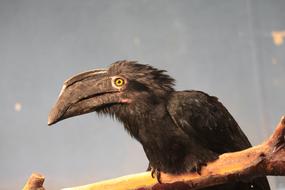 Bird Black Jungle Animal