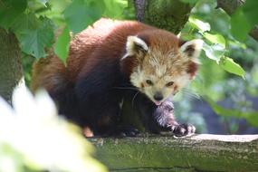 Red Panda Asia Animal