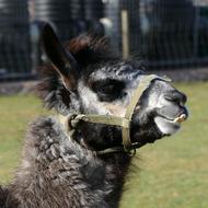 Lama Mammal Beast Of Burden South