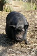 Potbellied Pig Hog