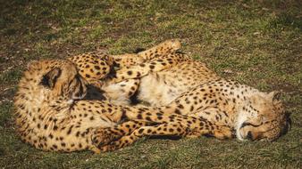 Cheetah Zoo Predator