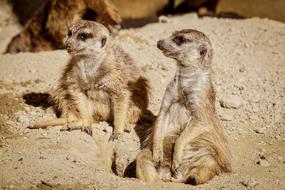 Meerkat Funny Watch
