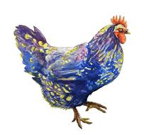 chicken farm animal animal