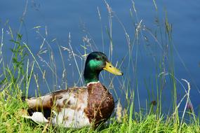 Drake Mallard Water Bird