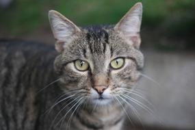 Cat Animal Portrait
