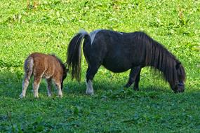 Pony Foal Animal