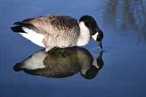 duck swims lake