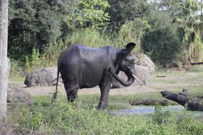 Elephant Animal Wild