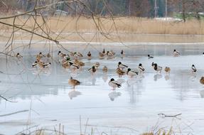 Mallard Bird Colors