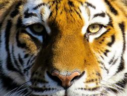 Animal Tiger Big Cat