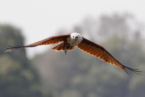 Aves Bird Nature
