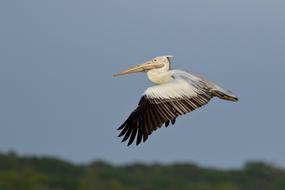 Bird Aves Nature