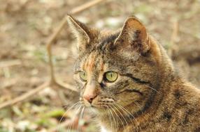 Cat Portrait Face