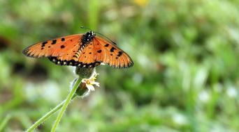 Butterfly Insect Wings