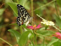 Butterfly Insect Black