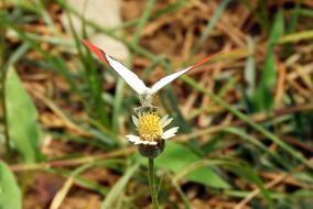 Butterfly Insect Nature