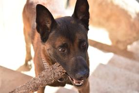 cute dog with a stick in his mouth