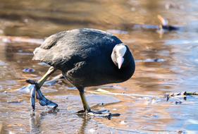 Animal World Bird Water