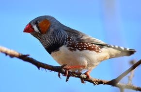 Bird Zebra Finch Close Up