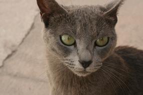 Cat Eyes Wild
