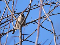Birds Wróbelek The Sparrow