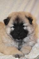 Puppy Dog Eurasier