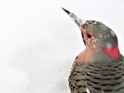 cute bird in the snow