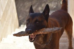beautiful dog with a stick