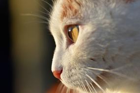 Cat Domestic Pet