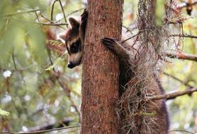 Animals Raccoon Furry