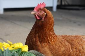 Chicken Hen Animal